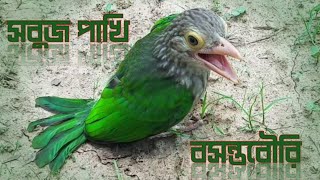 সবুজ পাখি বসন্তবৌরি  The Lineated Barbet [upl. by Macy]