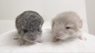 Pure Chinchilla Cuteness [upl. by Eelan207]