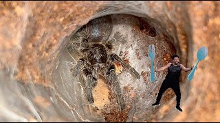 Feeding the Juvenile Tarantulas [upl. by Eymaj]