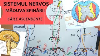 ADMITERE MEDICINA SISTEMUL NERVOS 5 MADUVA SPINARII  CAILE ASCENDENTE [upl. by Jaycee]