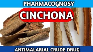 Cinchona Pharmacognosy  Pharmacognosy Crude Drug [upl. by Nuncia]