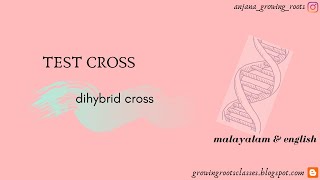 Test Cross For Dihybrid Cross  Malayalam  How To Find The Genotypic amp Phenotypic Ratio of Dihybrid [upl. by Milburn37]