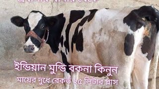 ইন্ডিয়ান ফ্রিজিয়ান মুন্ডি বকনা কিনুন কম দামে মায়ের দুধের রেকর্ড ২৫ লিটার প্লাস প্রবাসীর খামার থেক [upl. by Sharia]