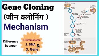 Animal Cloning  Gene Cloning  Reproductive Cloning [upl. by Leyla720]