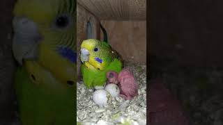 Parakeet egg hatching 🥚🐣 [upl. by Yhpos]