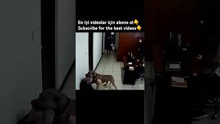 PITBULL ATTACKS OWNER animals dogs dog pet pets pitbull youtubeshorts youtuber shorts fyp [upl. by Sidwel]