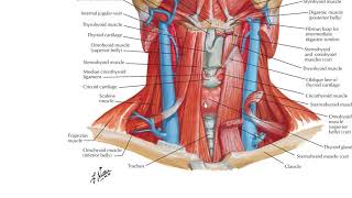 Infrahyoid muscles [upl. by Fionna]