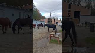 Apulia horse music equestrian synthwavemagic synthlove synthmagic love horseriding [upl. by Andromede]