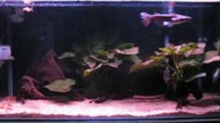 Feeding clip of my Ageneiosus marmoratus aka Guyana slope head catfish [upl. by Nitza]