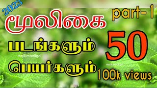 மூலிகை படங்களும் அதன் பெயர்களும்2023medicinal plants tamil name listmalli mooligai [upl. by Reham143]