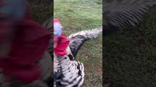 homestead turkey farm thanksgiving farmanimals birds funnyanimals funny [upl. by Anawot543]