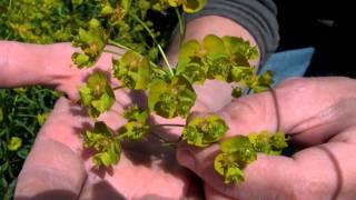 Leafy Spurge identification of the Wisconsin Invasive Species Euphorbia esula [upl. by Zilada]