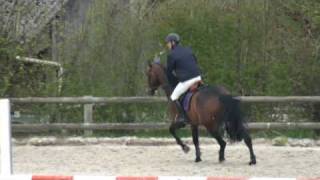 ♥ Riachuelo jumping horse by Lamm de Fetan [upl. by Harias]