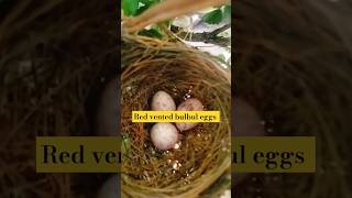 Red vented bulbul baby 🐥shorts birds redventedbulbul [upl. by Adall]