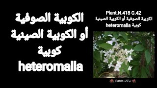 الكوبية الصوفية أو الكوبية الصينية كوبية heteromalla [upl. by Mavra769]