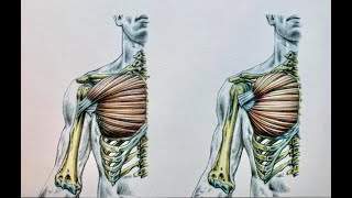 Déchirure musculaire ou rupture tendineuse [upl. by Shevlo]