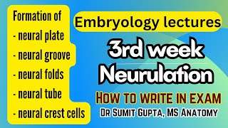 Neurulation  Formation of neural tube  General embryology [upl. by Chladek]