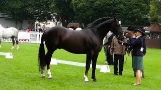 Dublin Horse Show RID Stallion Class RDS 2015 [upl. by Rheta]