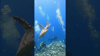 Green Sea Turtle in northern mariana islands shorts underwater [upl. by Notgnillew]