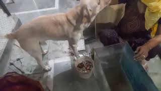 mummy fish tank saaf kar rahi hai shankey ko Safai karvani hai viral doglove vlog shankey real [upl. by Carver]