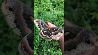 Cecropia Moth Handling [upl. by Gierk365]