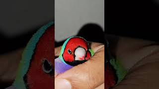 Holding a Gouldian Finch  Red Headed Purple Breasted Male Gouldian  Australian Finches  Birds [upl. by Moreta]