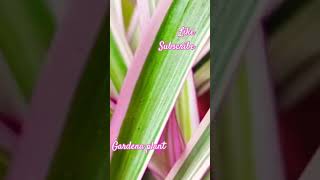 Indoor plant gardena plant long leaf with pink and green colour 🩷🩷🩷💚💚💚💚 [upl. by Milo85]