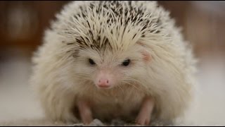 Life From a Hedgehogs Eyes [upl. by Larue]