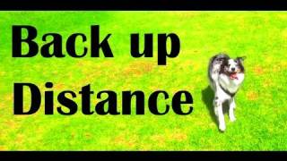 Tips for backing up clicker dog training tricks [upl. by Lombardo20]