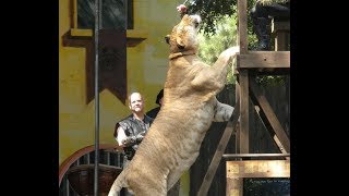 Ligers Zorses Wolphins Zonkeys and More [upl. by Jule740]