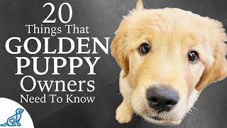 Golden Retriever Puppy First Week Home  Professional Dog Training Tips [upl. by Anirehtak]