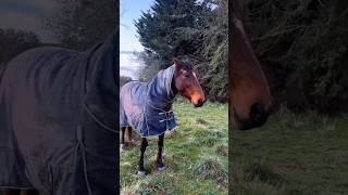 delmarvalife oldorchardbeach newzeland horse horserider beachlife countryside [upl. by Viveca]