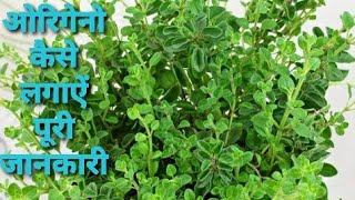 117🌿🥀Medicinal 🌿Easy to grow🌿very popular herb🌿🌿 OREGANO🥀kyon or kaise 🌿lgayen [upl. by Maurizia]