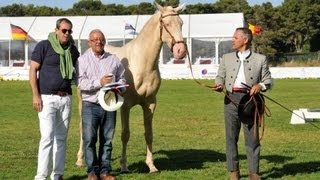 XXV FESTIVAL INTERNACIONAL CABALLO LUSITANO  CASCAIS 2013  GANADORES [upl. by Akamaozu204]