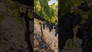 Uva 🍇 Merlot para wine Trabajos Del Campo California 🍇follow wine fypシ゚viral usa video fyp [upl. by Aneehsar]