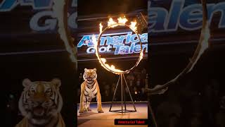 Bengal Tiger Stuns AGT with Fiery Hoop Jump 孟加拉虎跳火圈嚇呆 AGT ai agt funny [upl. by Uranie865]