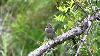 Bachmans Sparrow [upl. by Nahtanod]