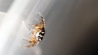 Tiny Jumping Spider in a Big World [upl. by Ahsinor986]