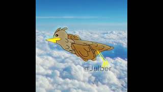 Why do birds fly against the windows animationdigitalart meme birds [upl. by Missie]