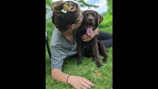 Chocolate Labrador growth 7 weeks to 10 months [upl. by Airda105]