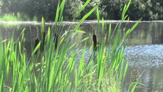 Bulrushes in the summer breeze [upl. by Torey]