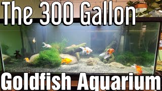 300 Gallon Goldfish Aquarium [upl. by Nandor]