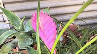 Planta Pluma RosaTillandsia Cyanea bromelia [upl. by Luigi]