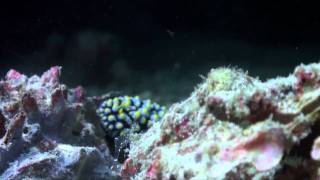 Living Together  A guide to symbiosis on coral reefs [upl. by Ydnem]