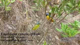 Euphonia cyanocephala  Goldenrumped Euphonia [upl. by Tillie]