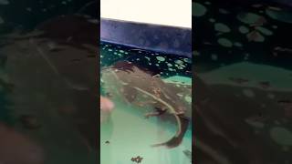 Pellets Feeding ❤️🫶 redtailcatfish alligatorgar asianarowana monsterfish shprts [upl. by Muhammad219]