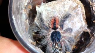 Avicularia Avicularia sling video [upl. by Vrablik]