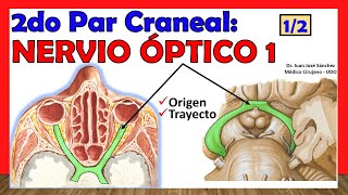 🥇 2do Par Craneal  NERVIO ÓPTICO 1 de 2 Origenes Trayecto Relaciones [upl. by Amr]