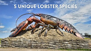 Discovering 5 Unique Lobster Species [upl. by Salvador]