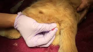 Blocked Cat Get Out Alive series Cost and treatment for blocked cats [upl. by Hogarth320]